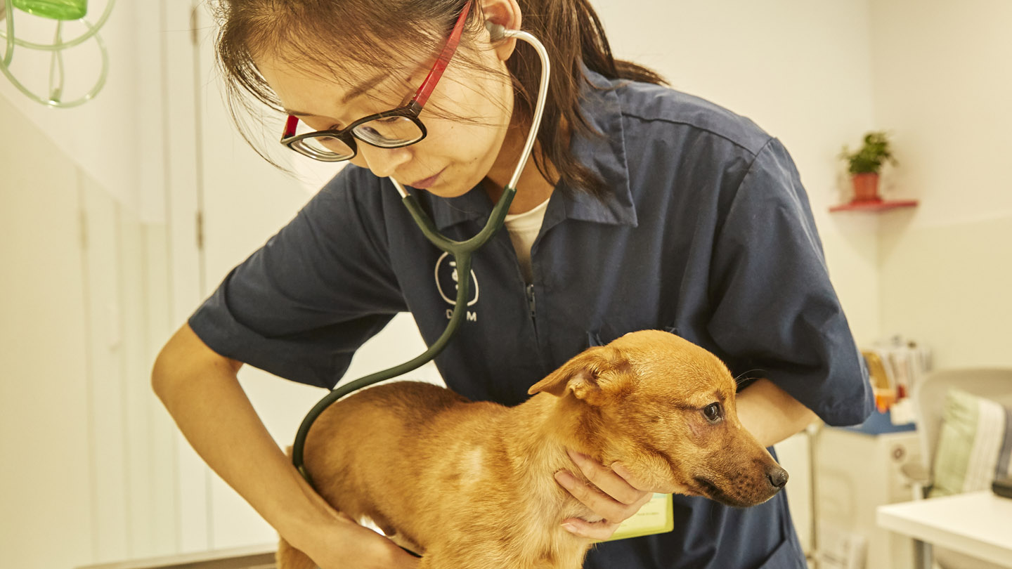 Veterinary oncology - cancer treatment | Boehringer Ingelheim