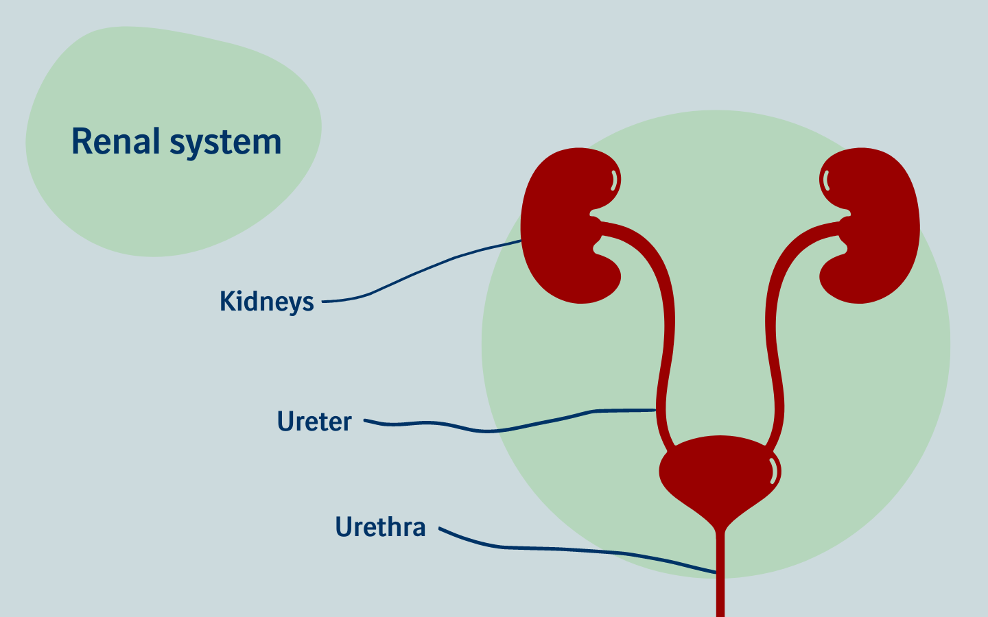 Chronic Kidney Disease Is A Silent Killer | Boehringer Ingelheim