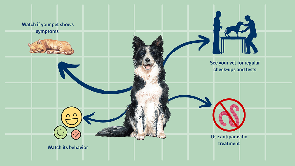 Five facts everyone should know about heartworms | Boehringer Ingelheim