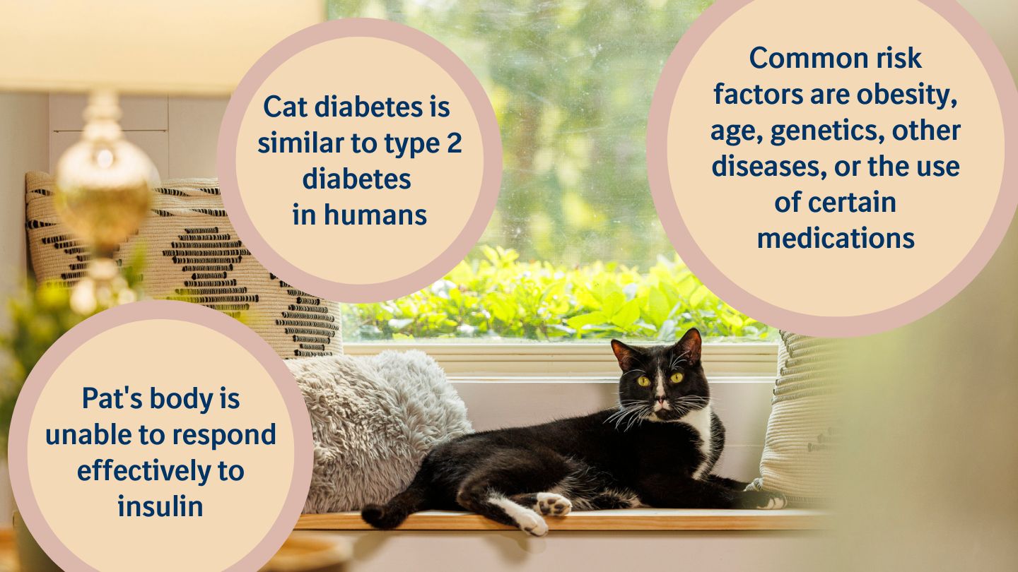 Cat diabetes: how to detect and treat it | Boehringer Ingelheim