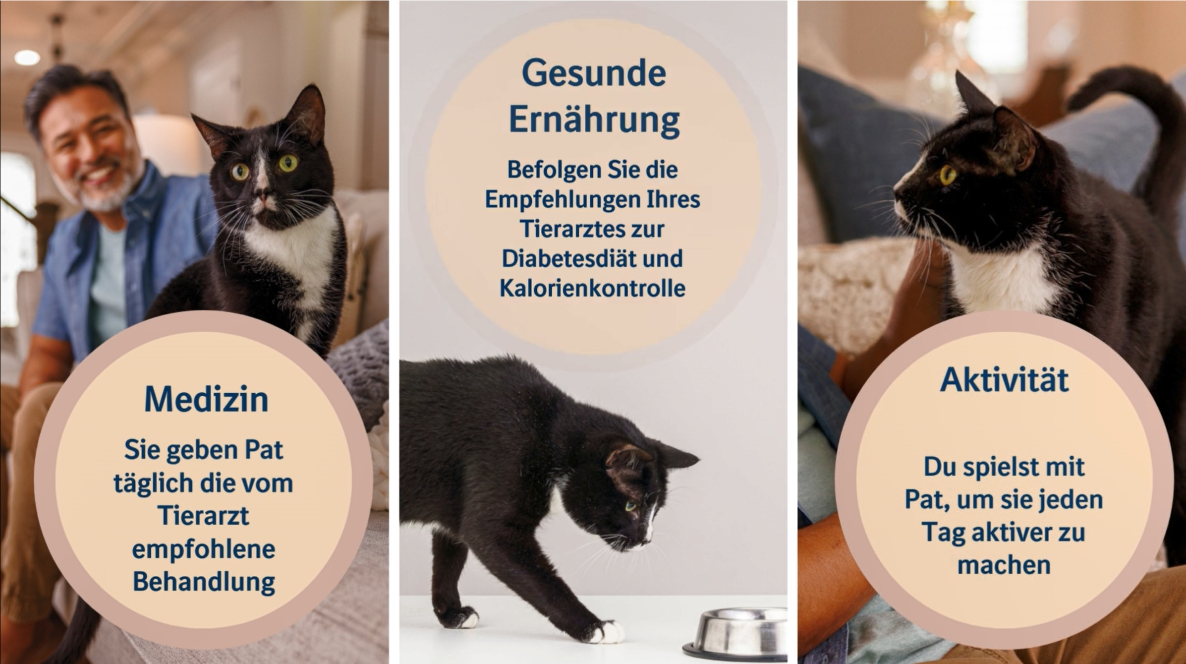 Diabetes bei Katzen Entdecken und behandeln   Boehringer Ingelheim