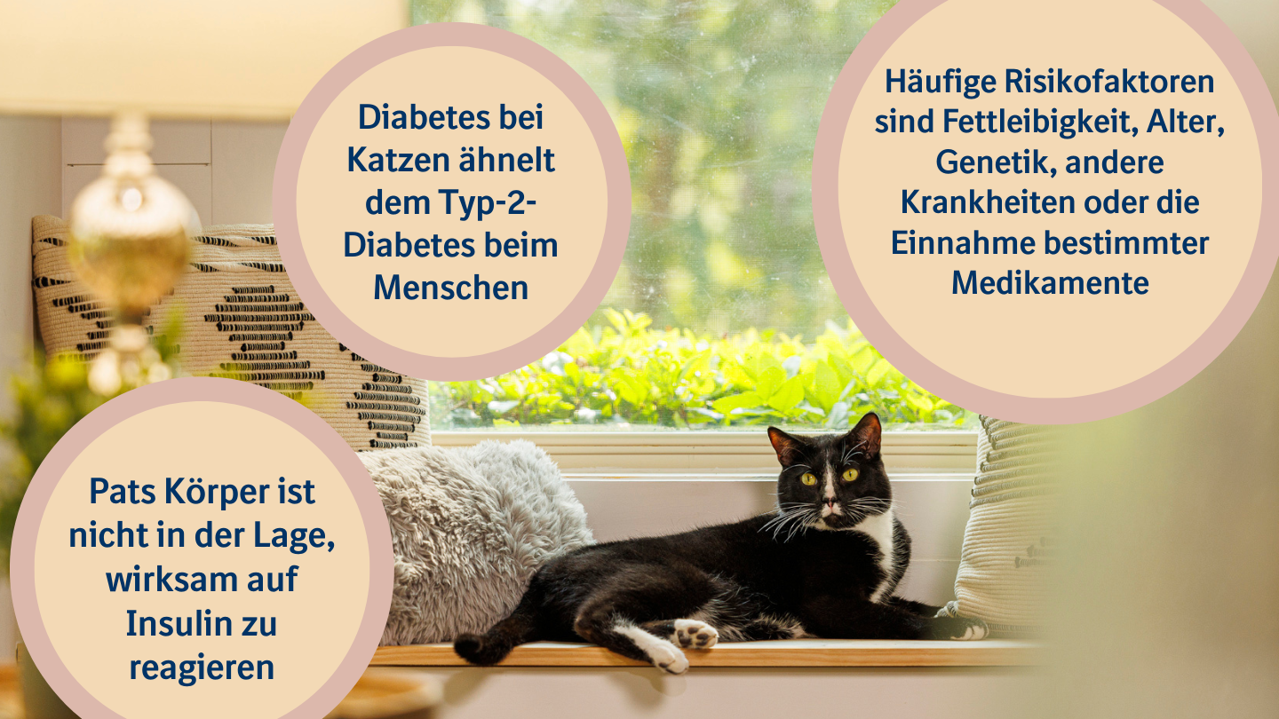 Diabetes bei Katzen Entdecken und behandeln   Boehringer Ingelheim