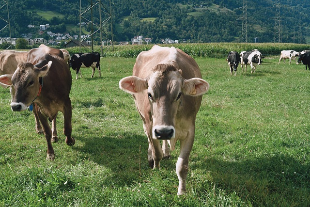Boehringer Ingelheim Animal Health - Livestock