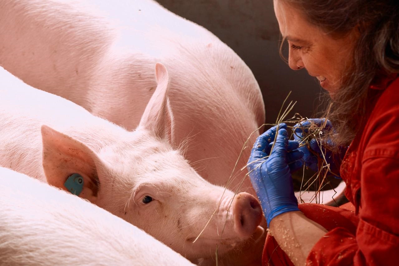 Boehringer Ingelheim Animal Health - Swine