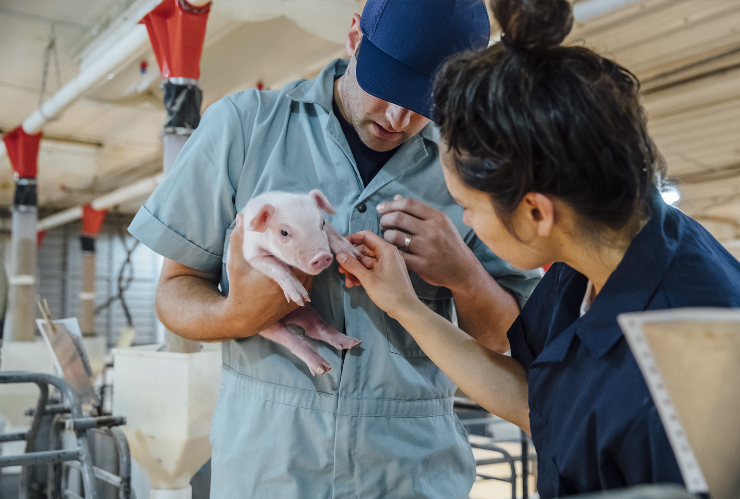 Le circovirus porcin change – mais en est-il de même pour votre ...