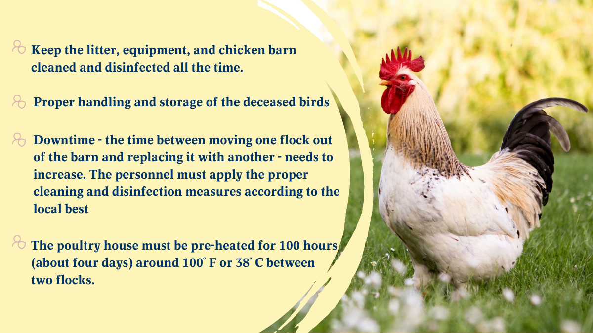 Action makes the difference in poultry farms | Boehringer Ingelheim