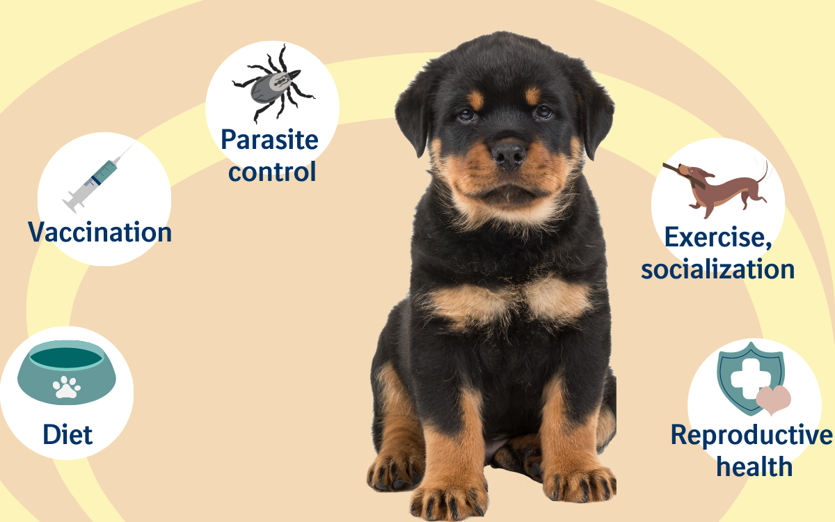 Different life stages dogs preventive health | Boehringer Ingelheim