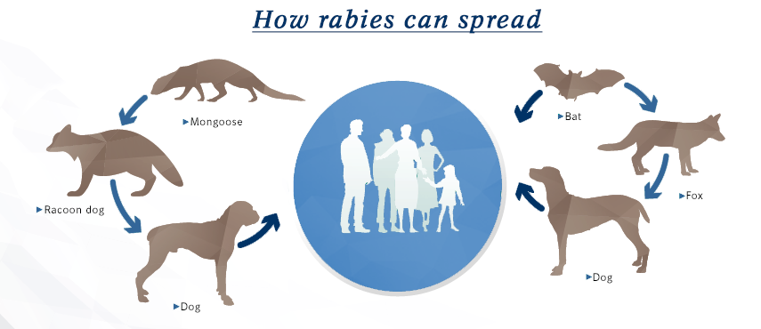 Rabies often spreads from wild animals, who serve as a reservoir for the ra...