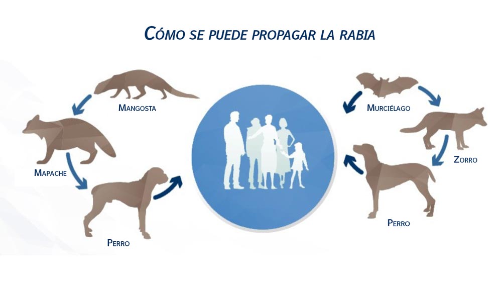 cuando los perros deben vacunarse contra la rabia