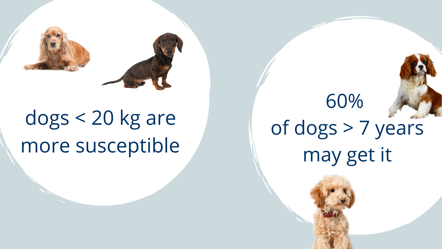 What Causes Heart Murmurs In Puppies