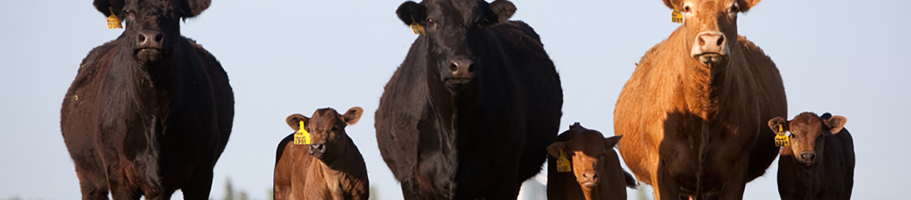 cattle-header-image
