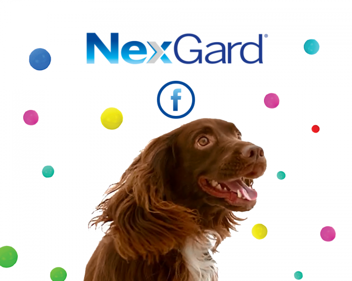 es nexgard peligroso para los perros