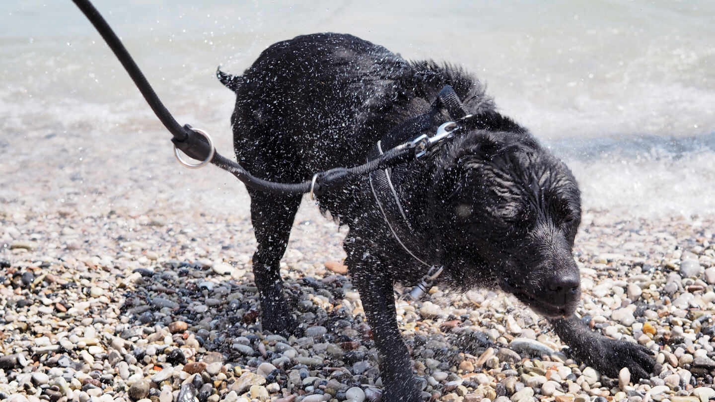 se puede curar la leptospirosis en perros