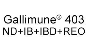 GALLIMUNE<sup>®</sup> 403 ND+IB+IBD+REO - Productos Salud Animal