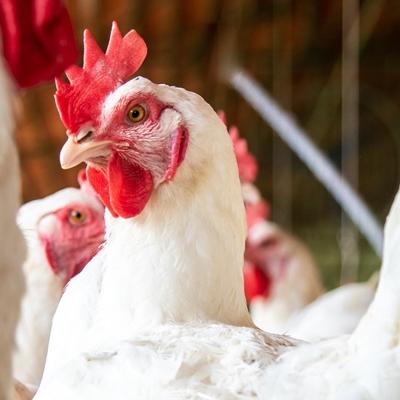 Mareks Disease Poultry Chicken | Boehringer Ingelheim