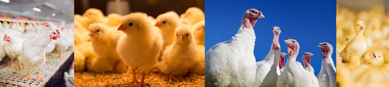 Poultry Product Information | Boehringer Ingelheim UK