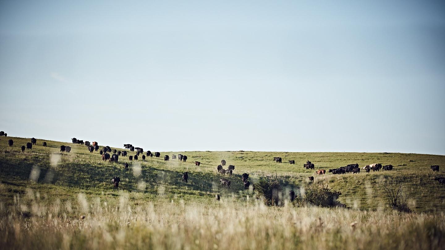 cows grazing on a hill