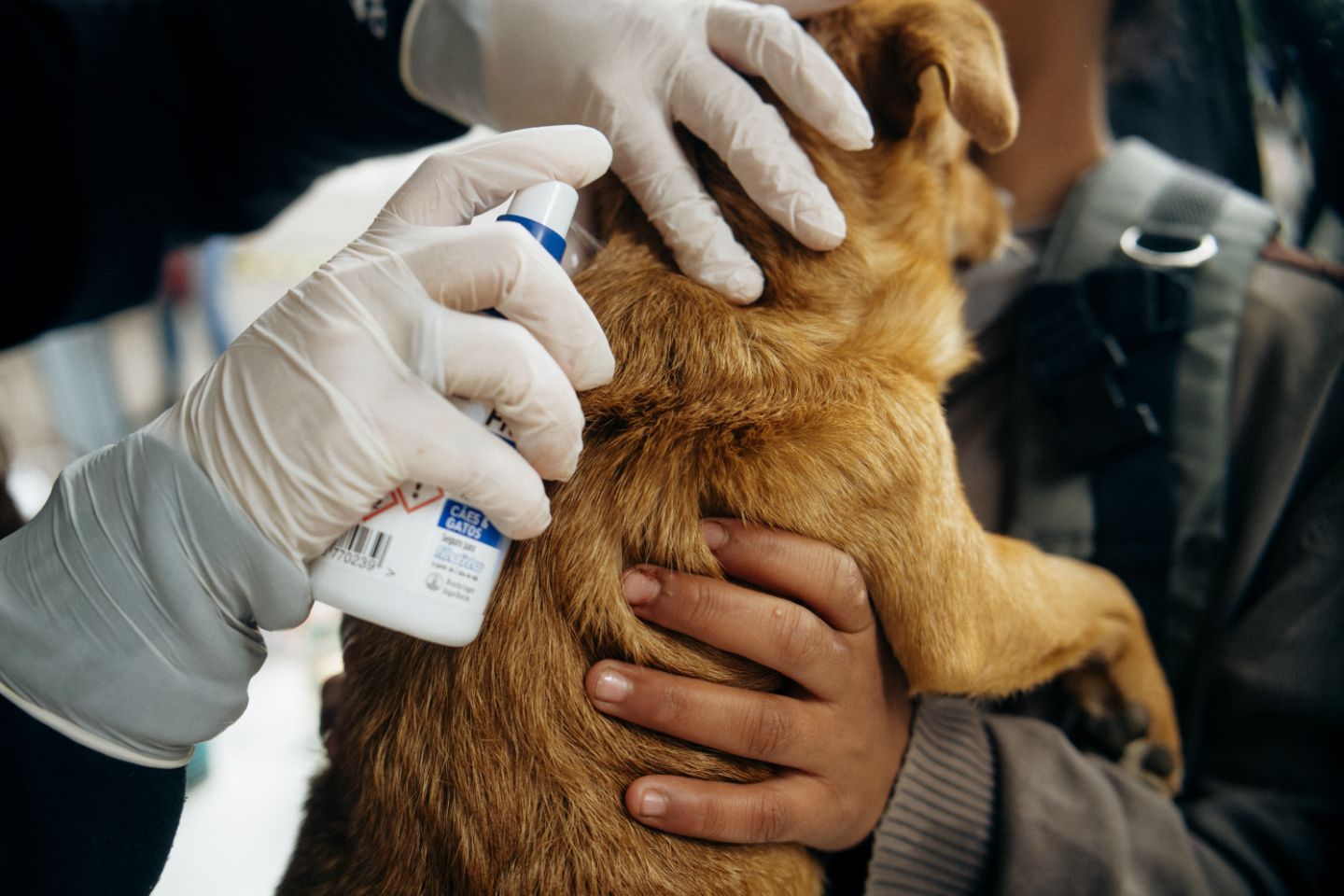 Dog being medically treated